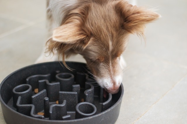 Chien qui mange dans sa gamelle anti glouton