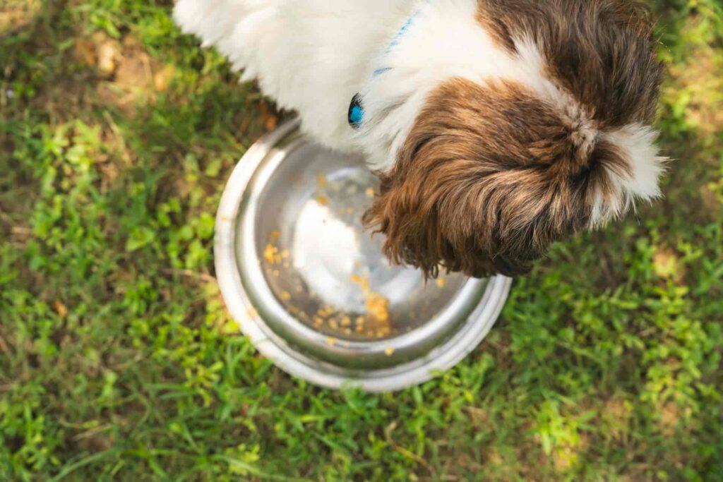 Gamelle chien dans le jardin