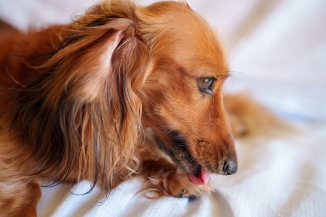 gamelle chien pour animaux