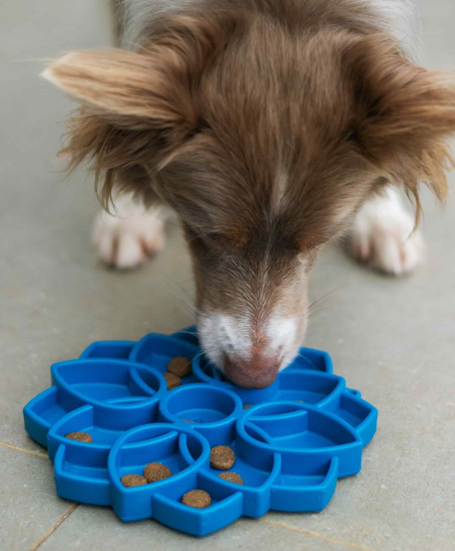 gamelle anti glouton pour chien