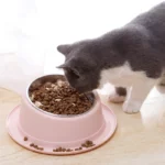 Gamelle inox inclinée chat avec croquettes