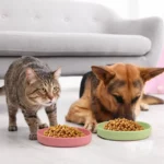 Gamelle silicone souple pour animaux avec croquettes