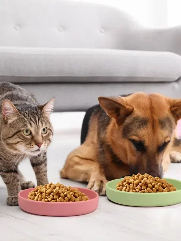 Gamelle silicone souple pour animaux avec croquettes