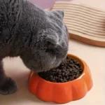 Gamelle céramique fruit avec chat et croquettes