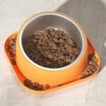 Gamelle ergonomique en inox, anti-dérapante pour chats