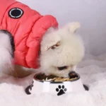 gamelle inox antidérapante avec chien et croquettes