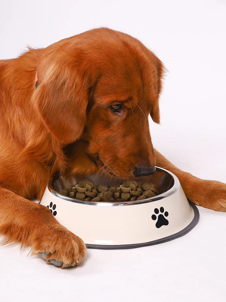 gamelle inox antidérapante pour chien et chat