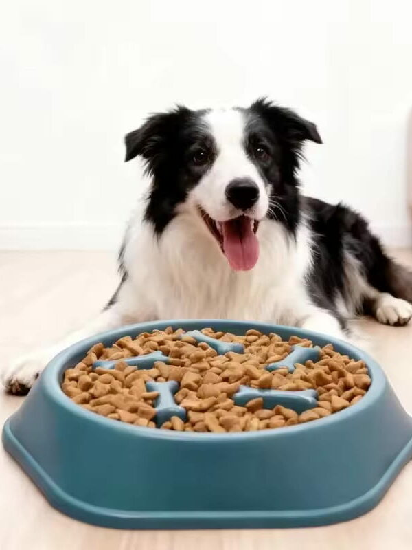 gamelle anti glouton os pour chien