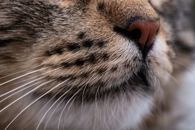 moustaches de chat illustrant la fatigue des vibrisses lors du repas dans une gamelle trop étroite