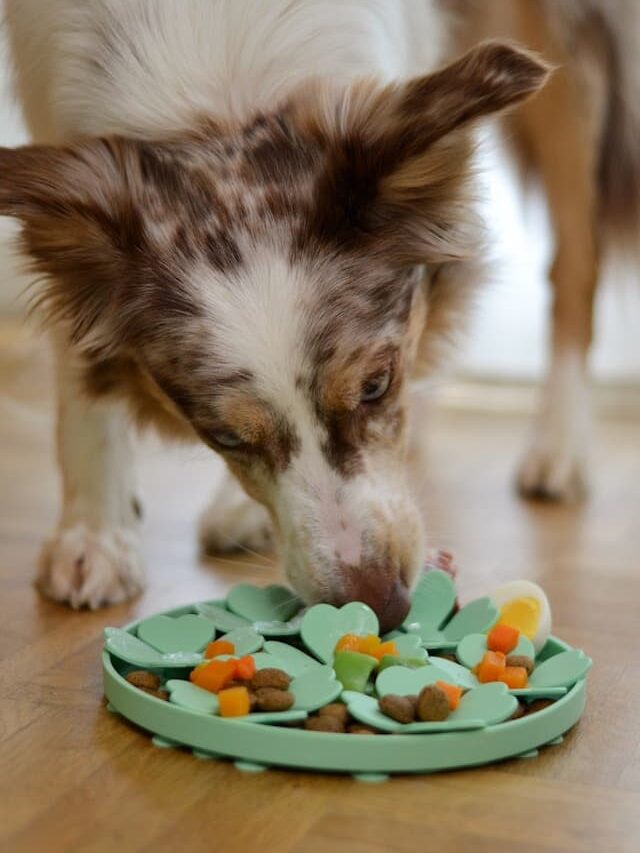 gamelle anti glouton pour chien et chat