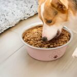 gamelle inox patte pour croquette