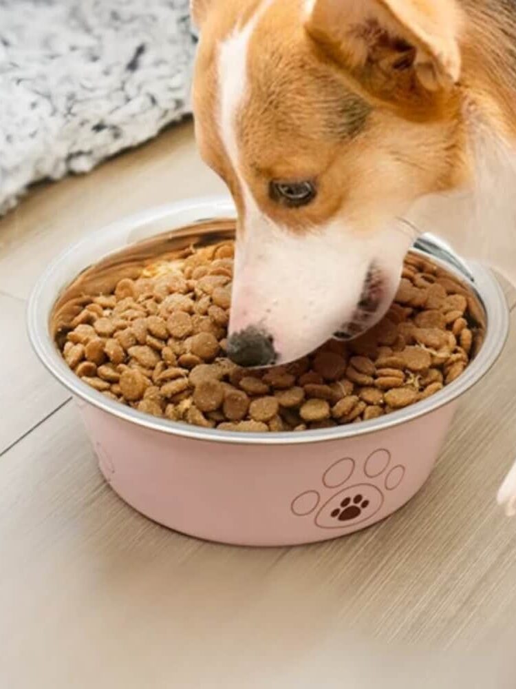 gamelle inox patte pour chiens et chats