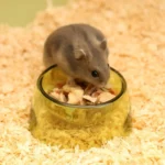 gamelle hamster colorée animal