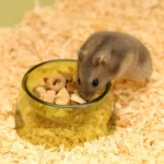 gamelle hamster colorée pour croquettes