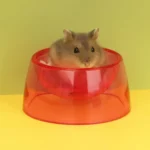gamelle hamster colorée pour rongeur