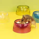 gamelle hamster colorée pour rongeur