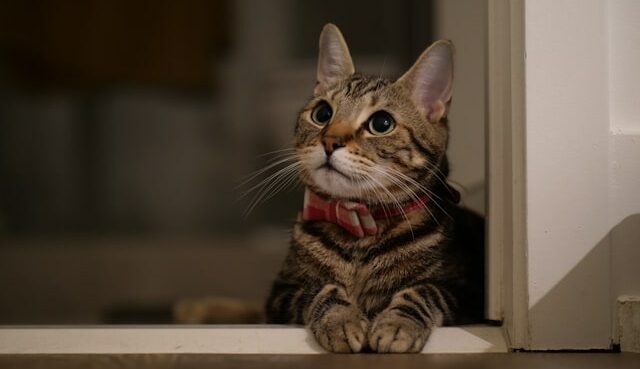 gamelle chat pour animaux