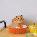 Équipement pour rongeurs, gamelle en forme de dessert