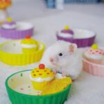 gamelle rongeur gâteau pour animaux