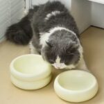 gamelle ronde surélevée pour chiens et chats