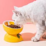 gamelle surélevée céramique fruit pour animal