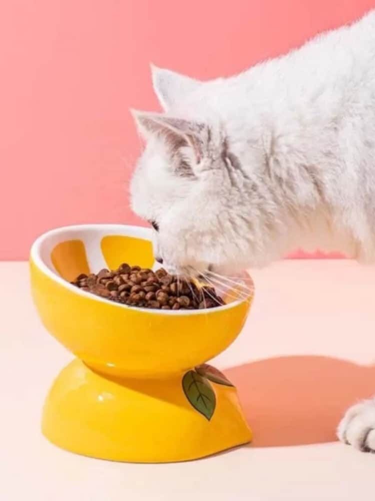 gamelle surélevée céramique fruit pour animaux