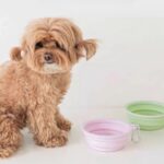 gamelle pliable voyage chien pour chien et chat