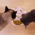 gamelle anti glouton double zone pour animaux