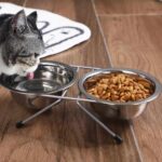 gamelle double surélevée inox pour chiens et chats