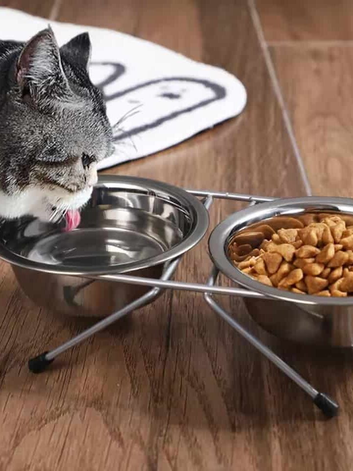 gamelle double surélevée inox pour chien et chat