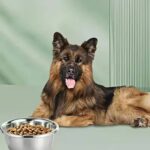 gamelle inox durable pour chien et chat