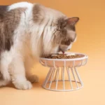 gamelle surélevée support pour animaux