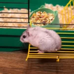 gamelle chat rongeur pour animaux