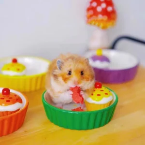 gamelle rongeur gâteau pour animaux