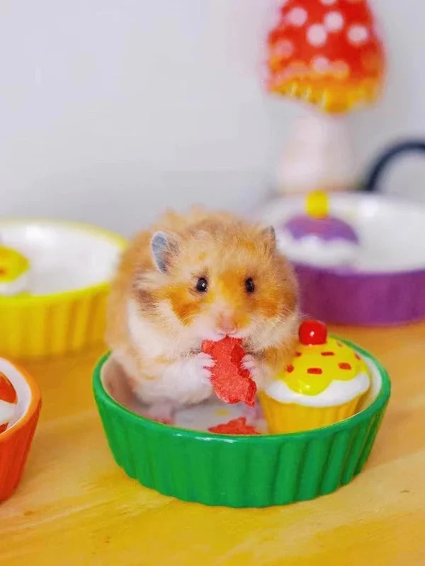 gamelle rongeur gâteau pour animal