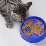 gamelle anti glouton chien planète pour chat
