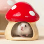 gamelle rongeur céramique pour animaux