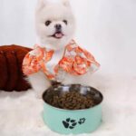 gamelle chien inox patte pour animal