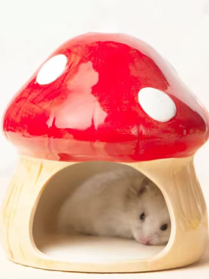 Gamelle Rongeur Céramique Champignon pour hamster