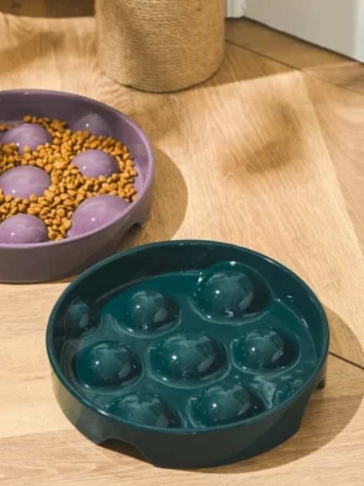 gamelle anti glouton chien céramique pour animal